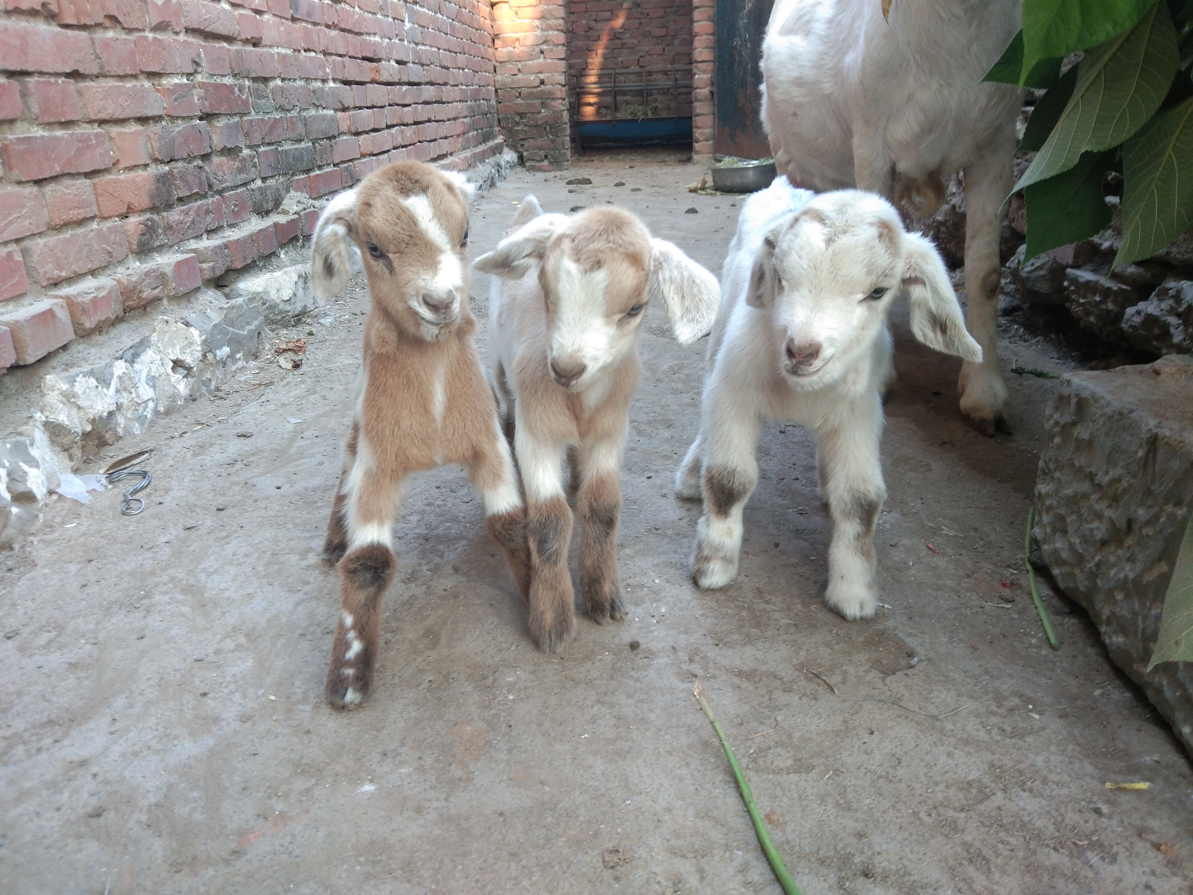 养羊中常遇到的几种母羊不受孕的原因，及其治疗方法、注意事项