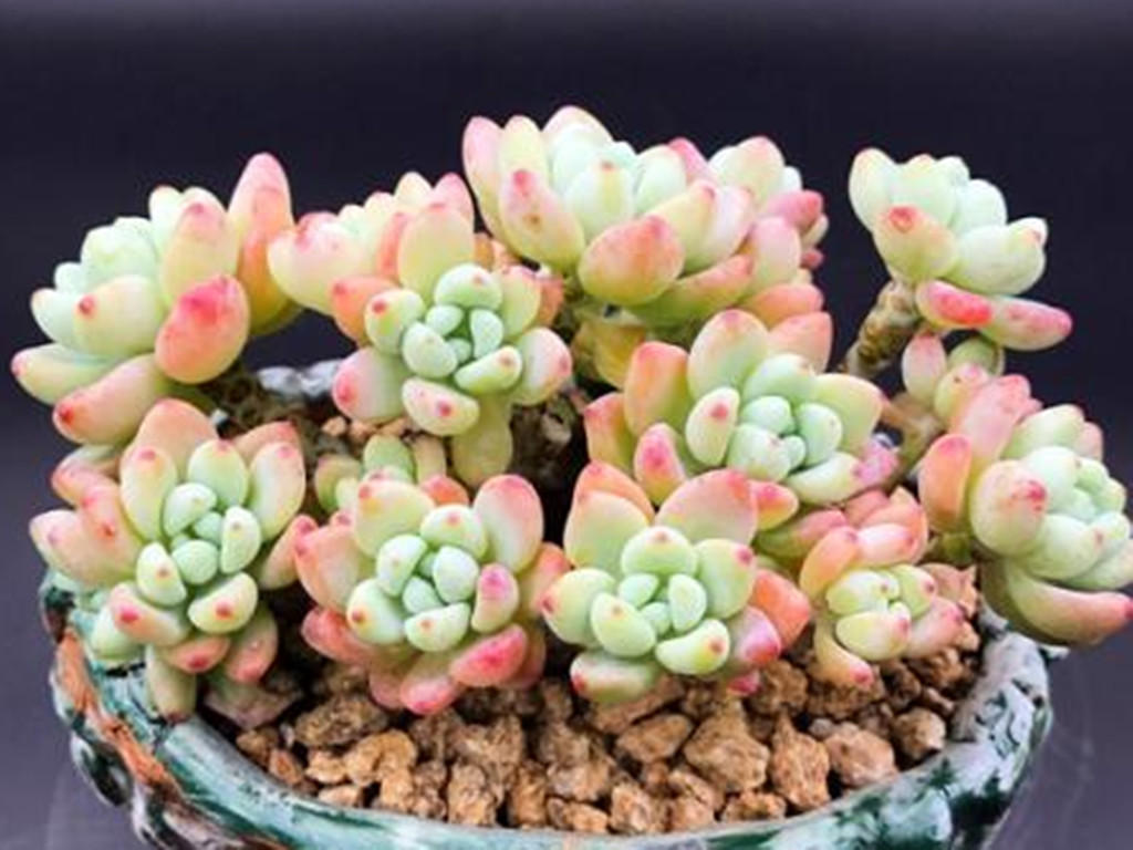 多肉劳尔一直干瘪是怎么回事,多肉劳尔怕淋雨吗