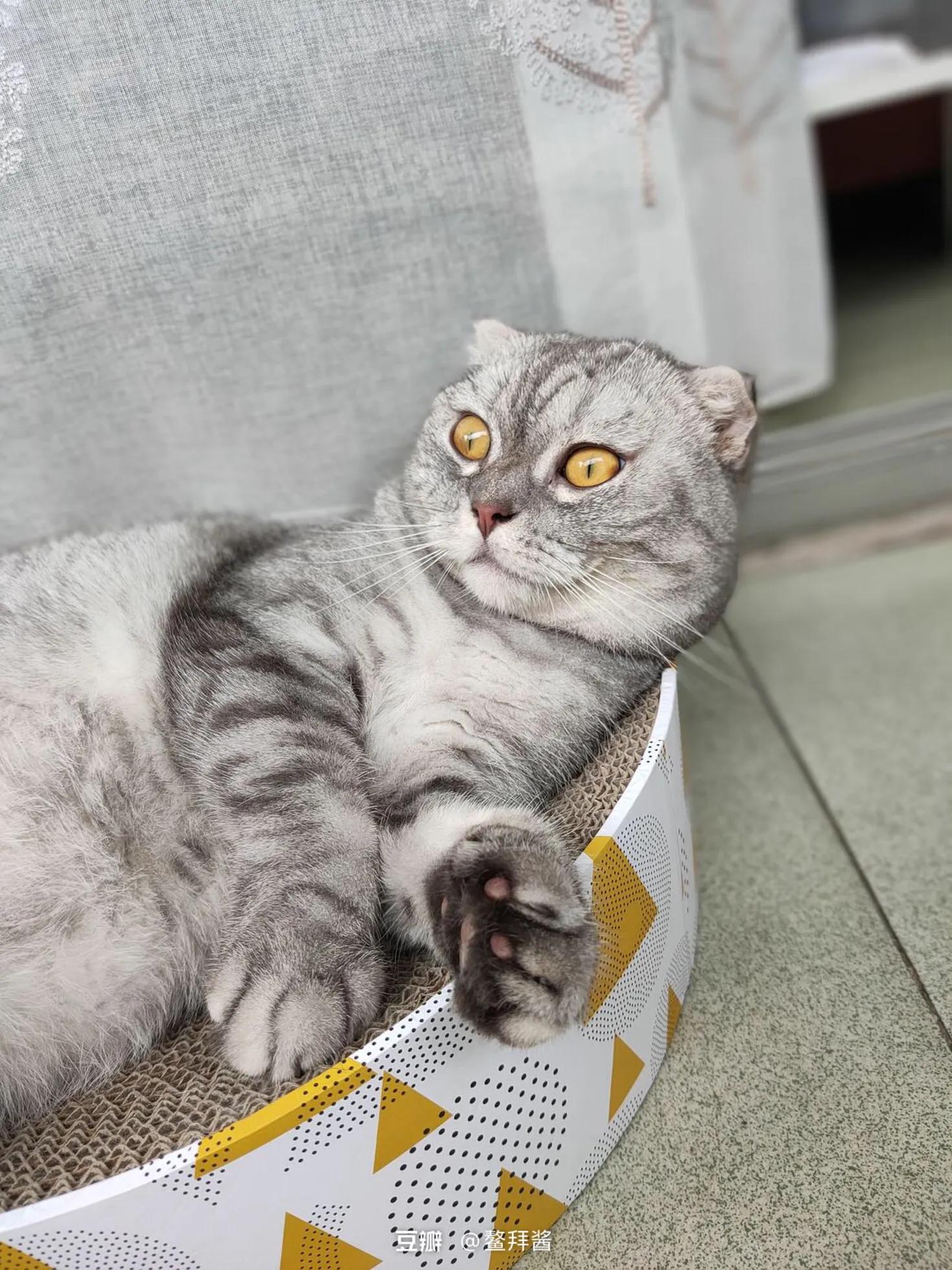 闲鱼领养了折耳母蓝猫,在闲鱼上领养猫咪是真的吗