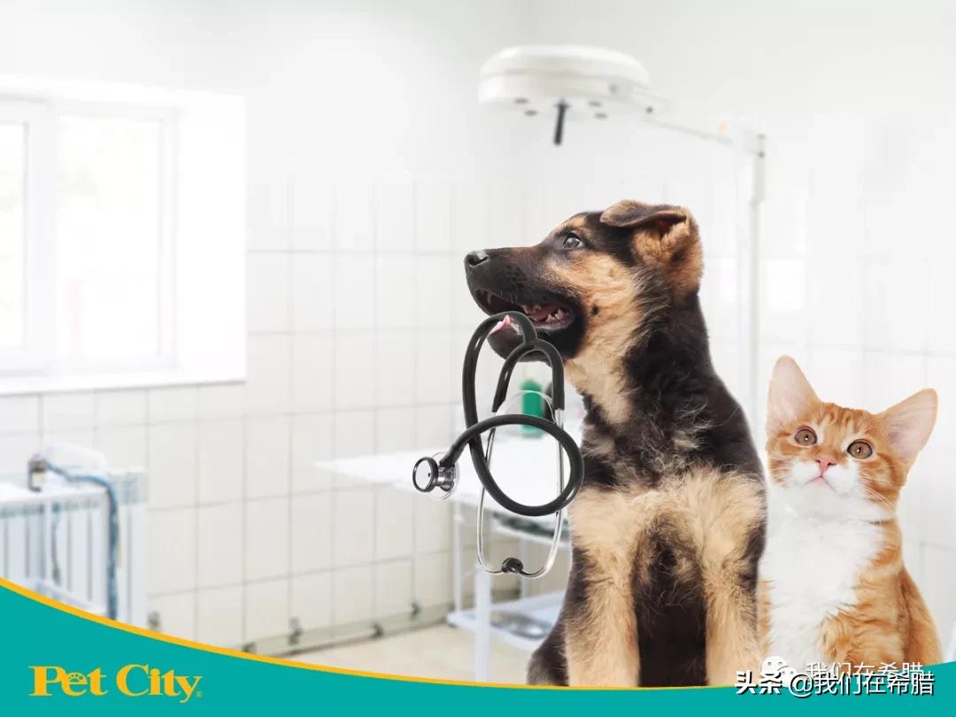 迪拜养宠物花费多少钱啊,在英国养一只狗的费用