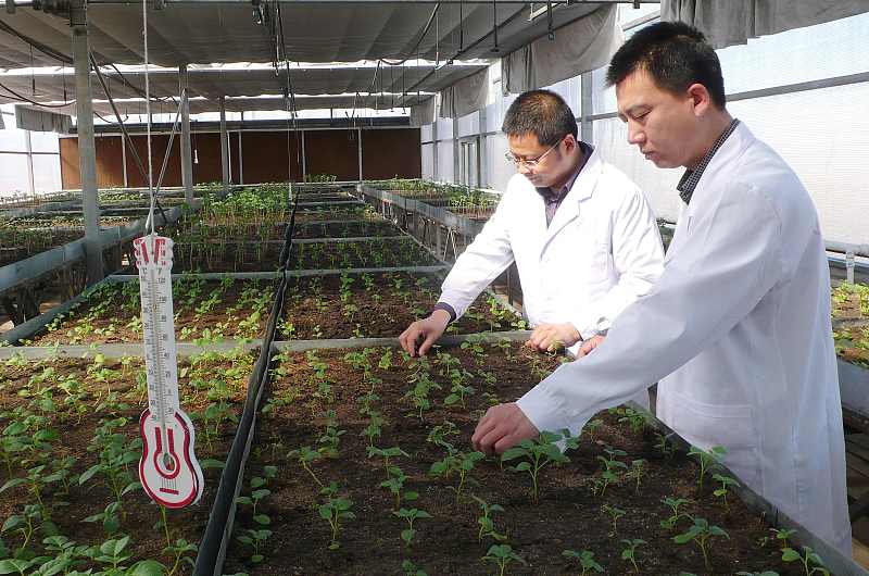 土豆高产种植密度,土豆种植技术怎么才能高产