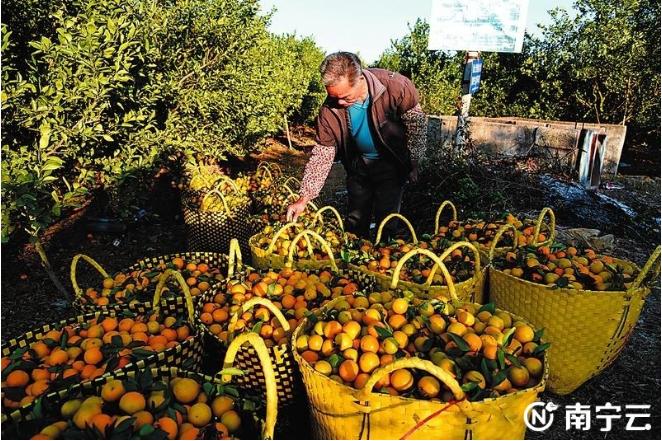 广西武鸣乡村振兴示范村,武鸣沃柑助力乡村振兴