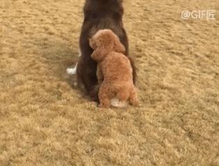 乌龟：你看那口锅，像极了爱情