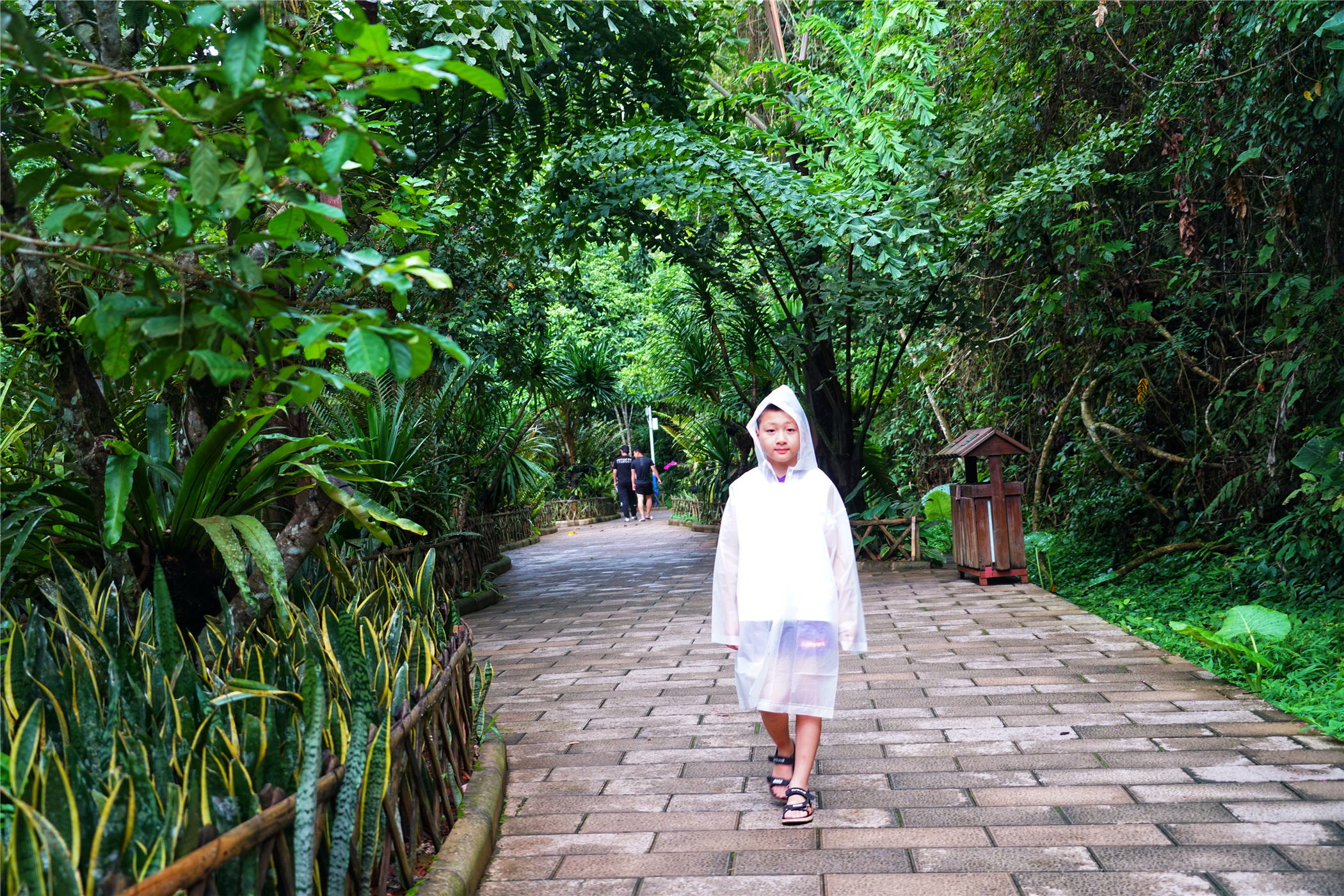热带雨林丛林深处望天树图片,热带雨林中的望天树