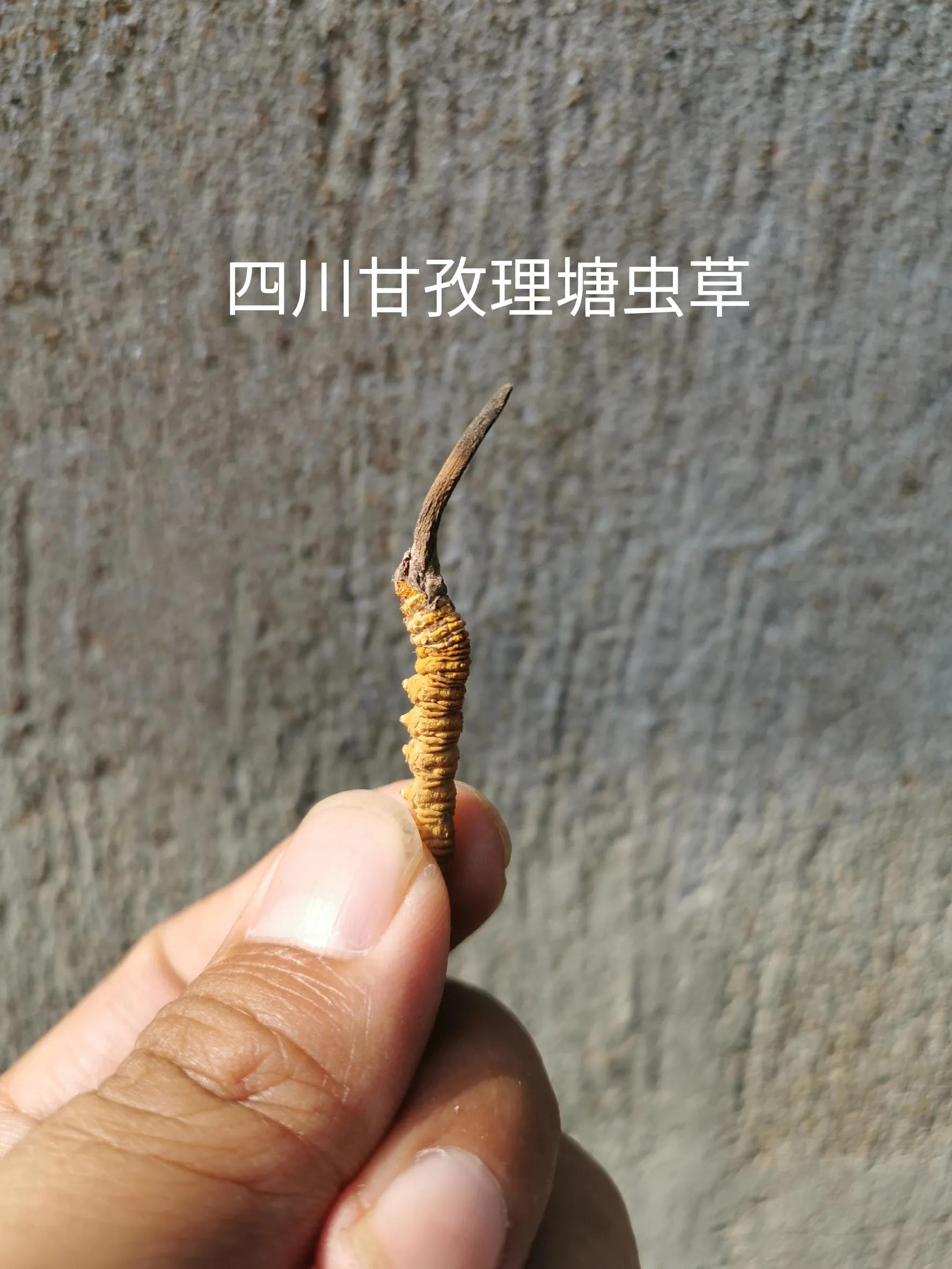 冬虫夏草的产地在我国什么地方,不同产地的冬虫夏草都有什么区别