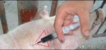 给猪打针打的鼓包了怎么办,给猪打针的时候应激了怎么办