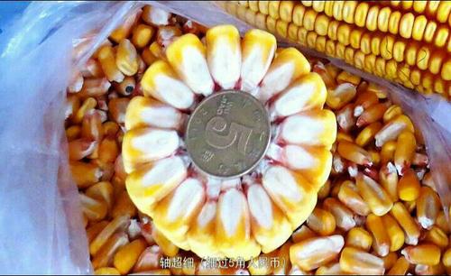 抗倒大棒高产的玉米品种介绍,大棒高产玉米品种