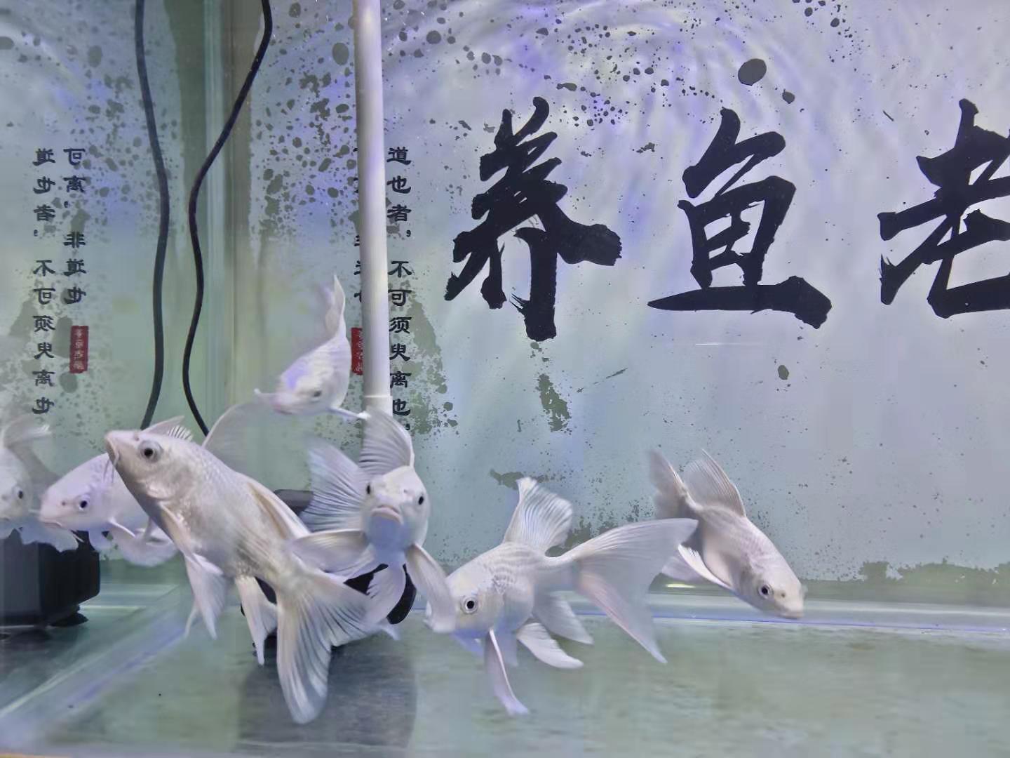 鱼友养的蝴蝶鲤,鱼友死过最贵锦鲤