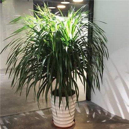 龙血树叶子尖发黄卷曲怎么办,龙血树叶子发黄怎么去解决呢