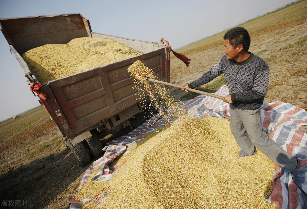 年后大豆价格会怎样,2021年东北大豆秋季价格预测