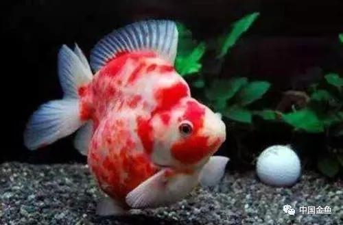 忘记喂鱼怎么办,喂鱼每天必须做的事