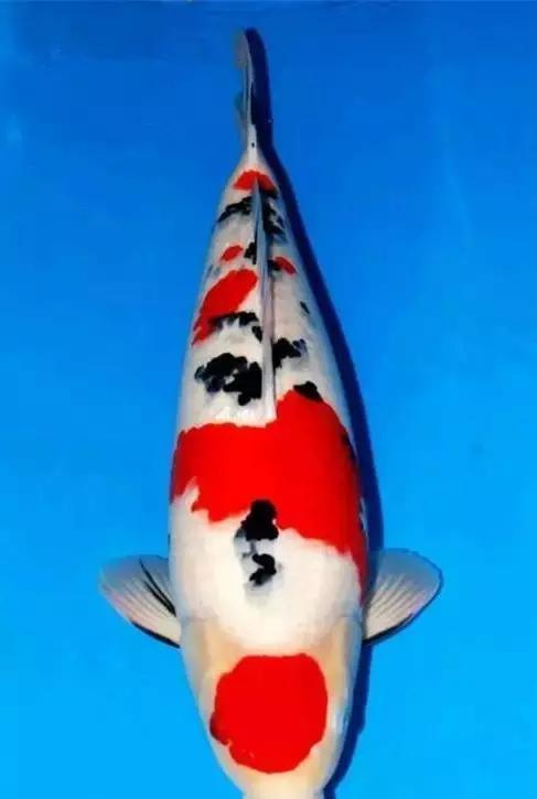 锦鲤多长时间喂一次锦鲤喂食方法,锦鲤怎么喂才知道饱了