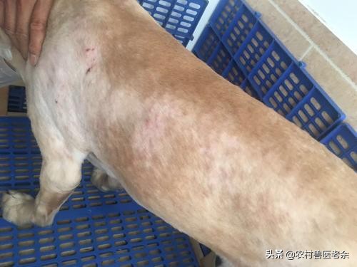 宠物猫狗皮肤病瘙痒寝食难安，主人难受着急，诊断准确才是关键！