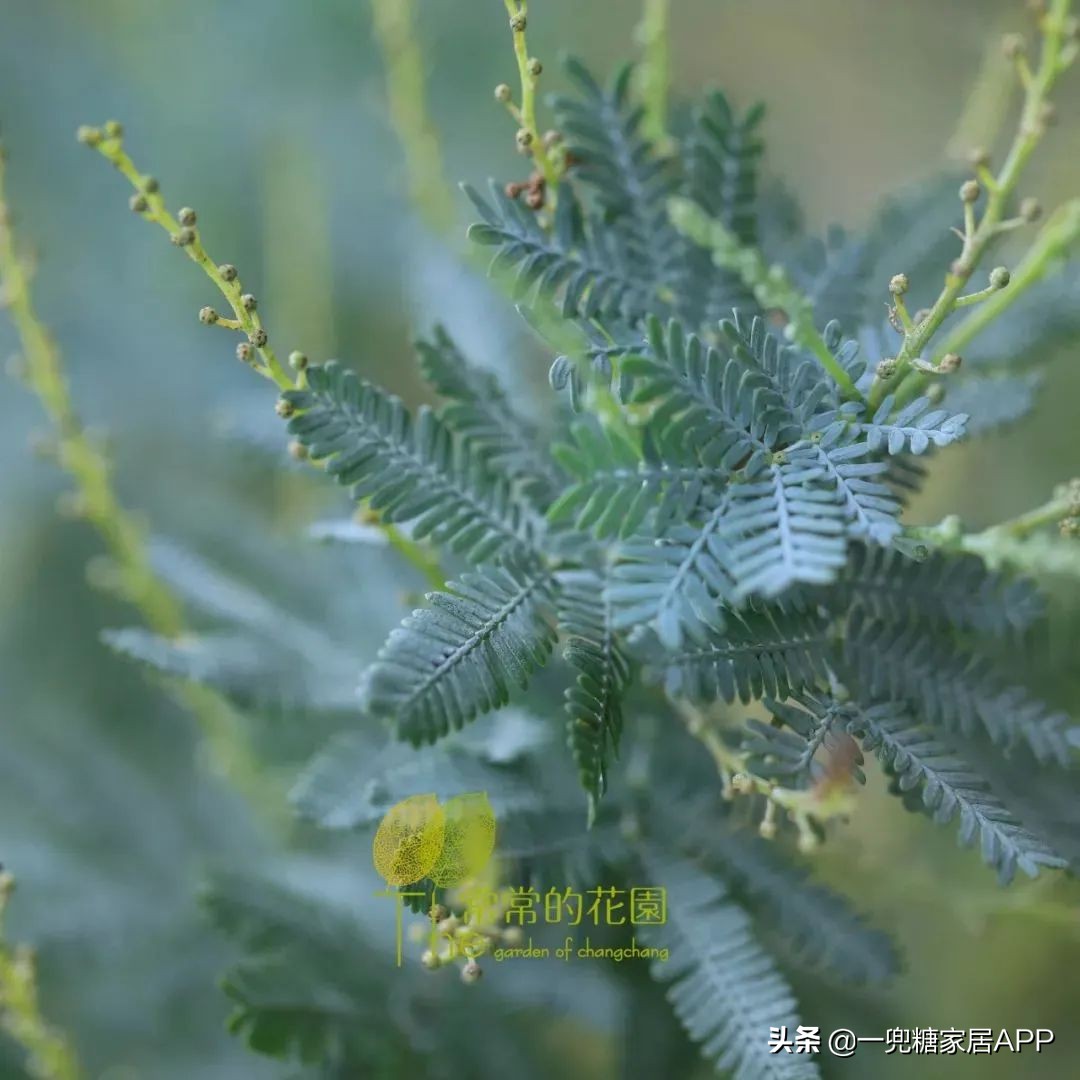 开花植物店铺推荐,适合店铺开花植物