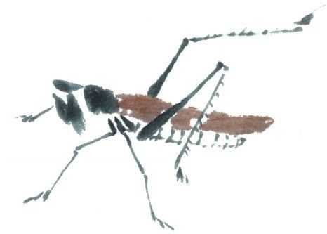 残荷蜻蜓国画画法及调色,徐湛国画蜻蜓的画法