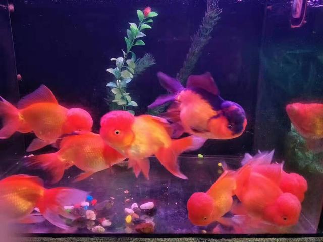 如何养好观赏鱼的正确方法,观赏鱼养殖中有什么现象