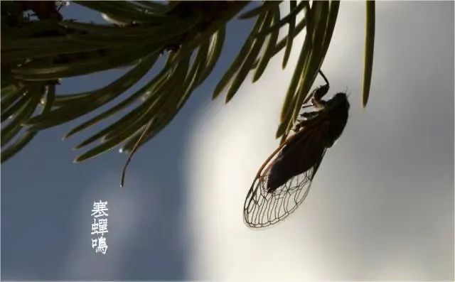 二十四节气课程立秋,二十四节气课程实施方案