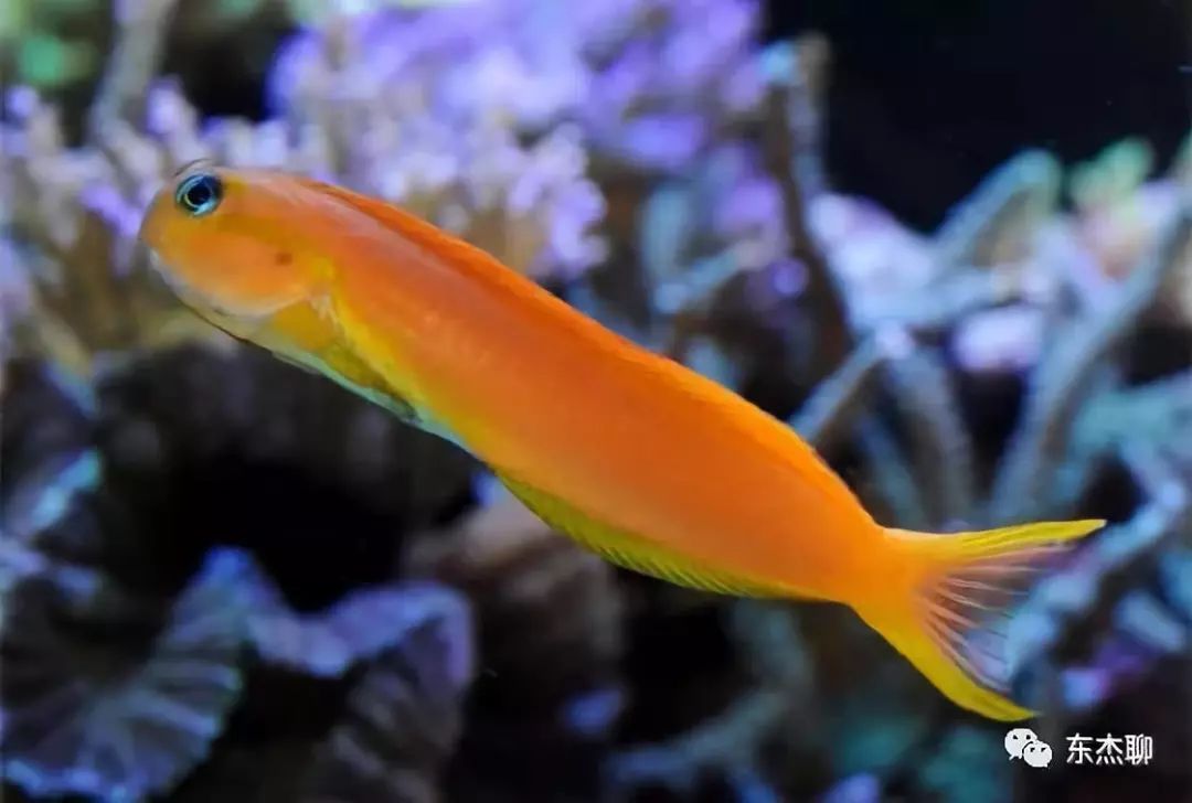 哪些海水鱼可以在淡水中养,哪些海水鱼能释放电压