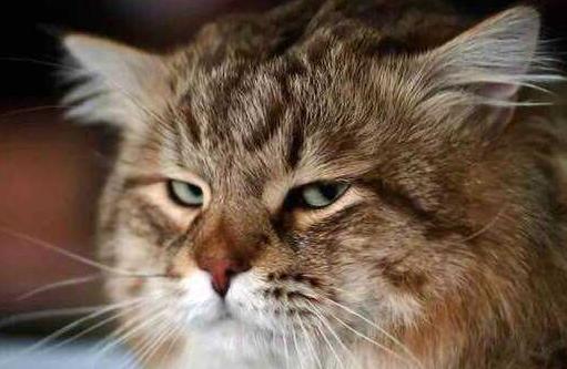 猫跳楼摔不死,猫咪跳楼真的摔不死吗