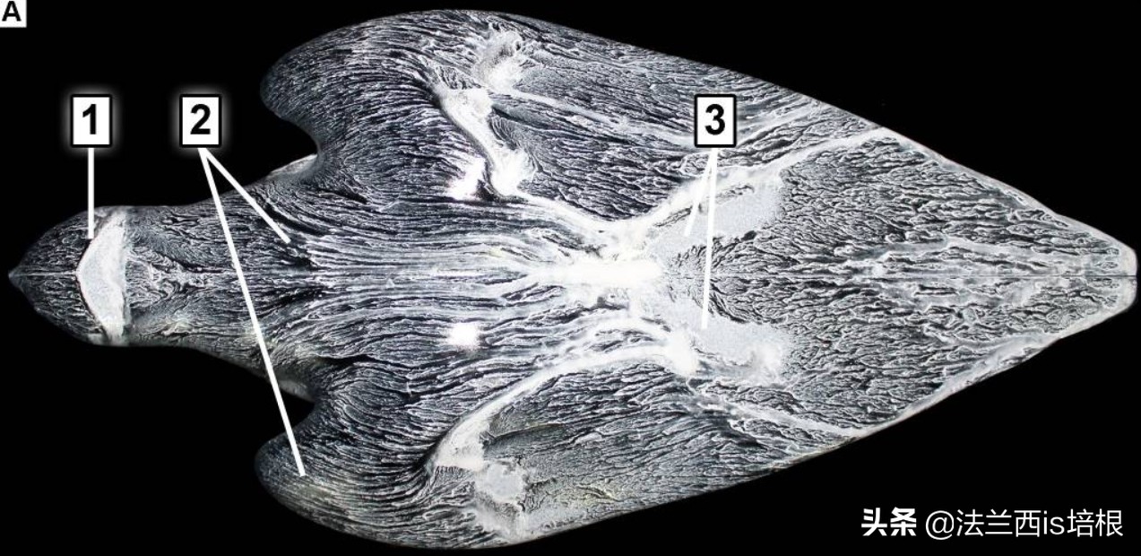 飞得最快的游隼，破解了航空史上的气流分离难题