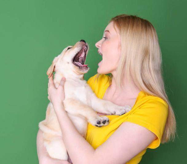 金毛拉布拉多抱抱,拉布拉多抱抱小主人