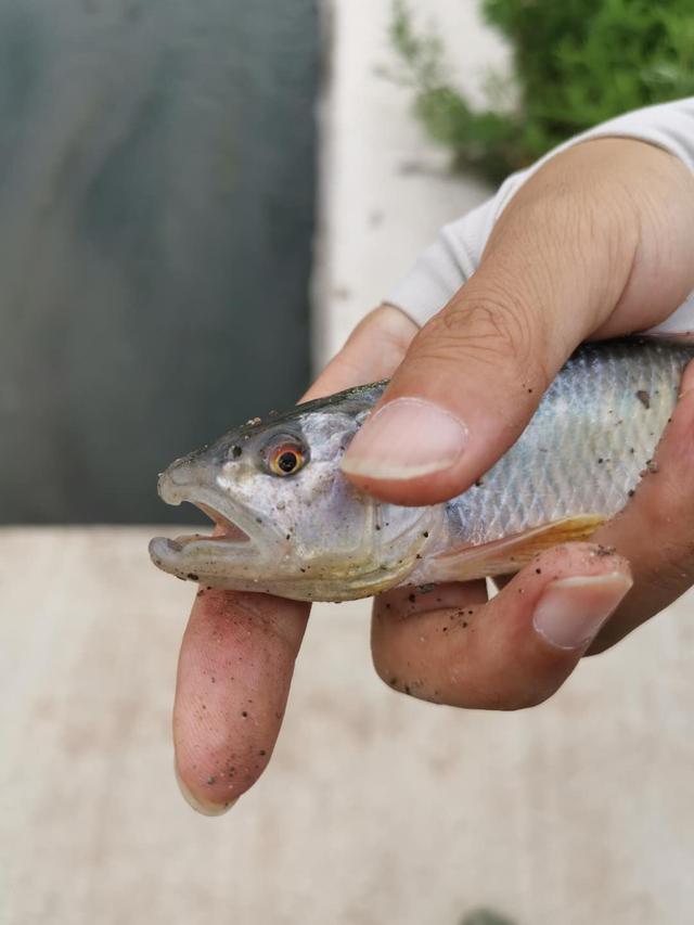 路亚解锁北京-20的大马口，怀九河，菜食河，白河的
