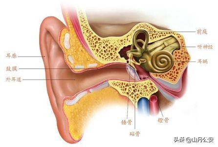 爱耳日儿童科普报道,爱耳日听力健康科普