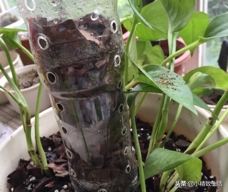 用矿泉水瓶子种绿萝,大矿泉水瓶养绿萝造型