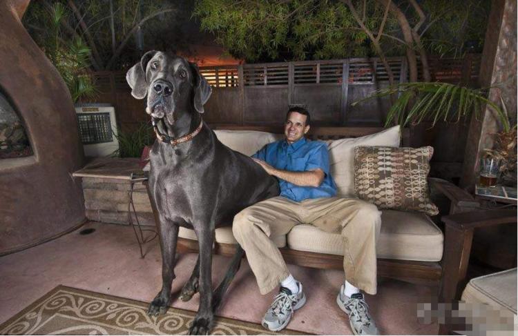 短腿狗腊肠犬,吉尼斯纪录最长的腊肠犬