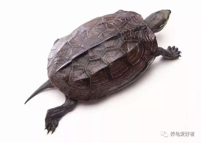 鳄鱼龟腐甲会影响生长吗,龟腐甲是什么原因造成的