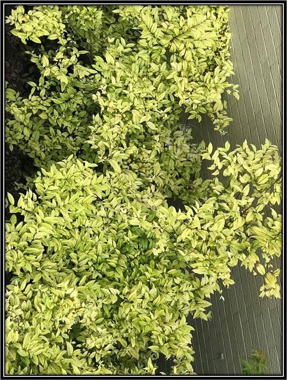 腊梅鸭脚木盆景图 (适合北方室内养的杂木类盆景)