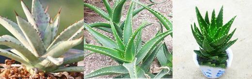 芦荟胶用后需要洗脸吗,芦荟胶对痘坑有用吗