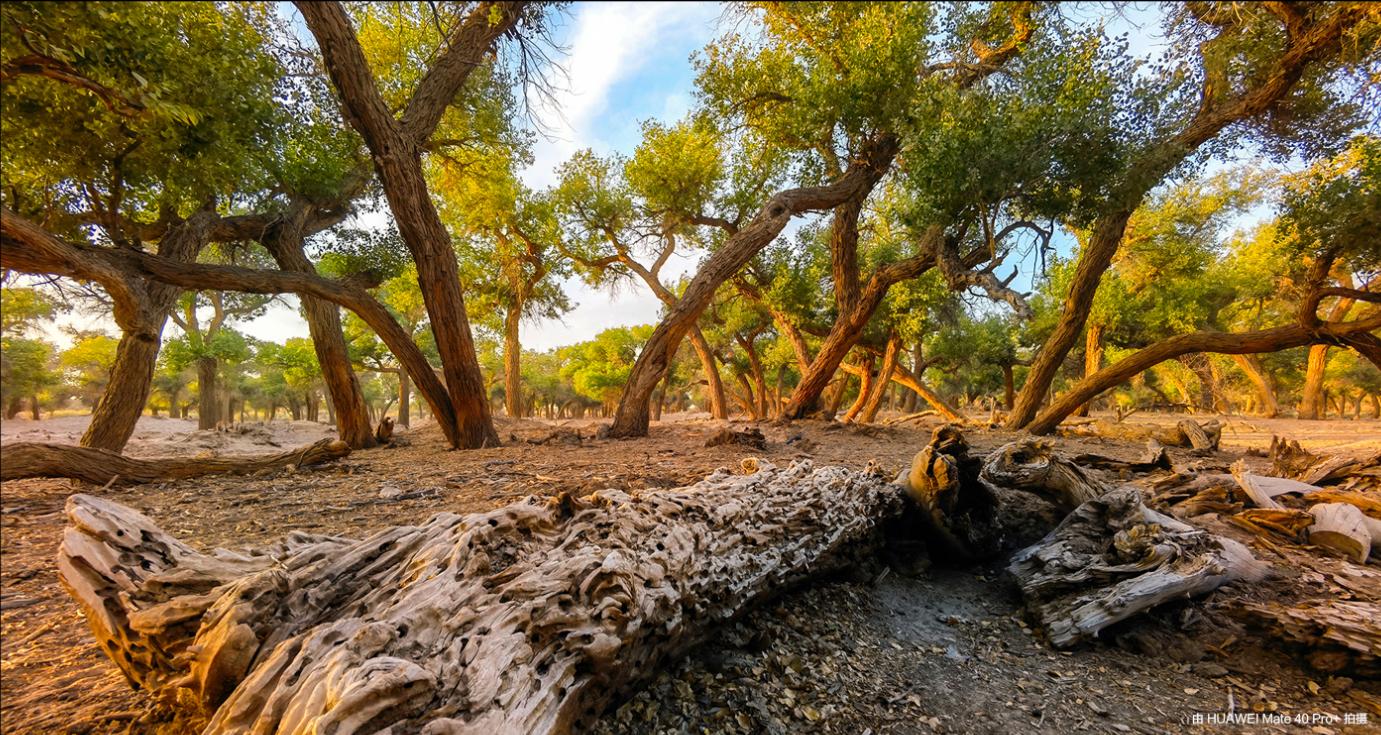 同样光圈定焦还是变焦好,同样是原相机拍照区别在哪里