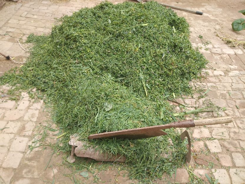 10只母羊一年利润有多少？要想算清这笔“糊涂账”，真不容易