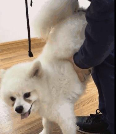 狗狗中毒急救措施,狗狗中毒怎么急救