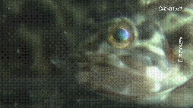 一条石斑鱼,一条石斑鱼一碗白饭