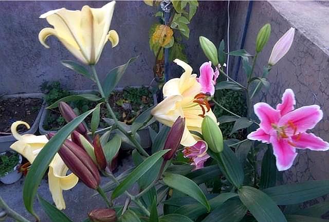 百合花要开了怎么处理,百合花开完花后球茎处理方法