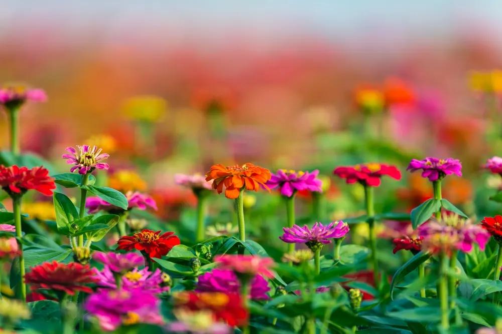 广州花海最新视频,广州花海大片蔚为壮观
