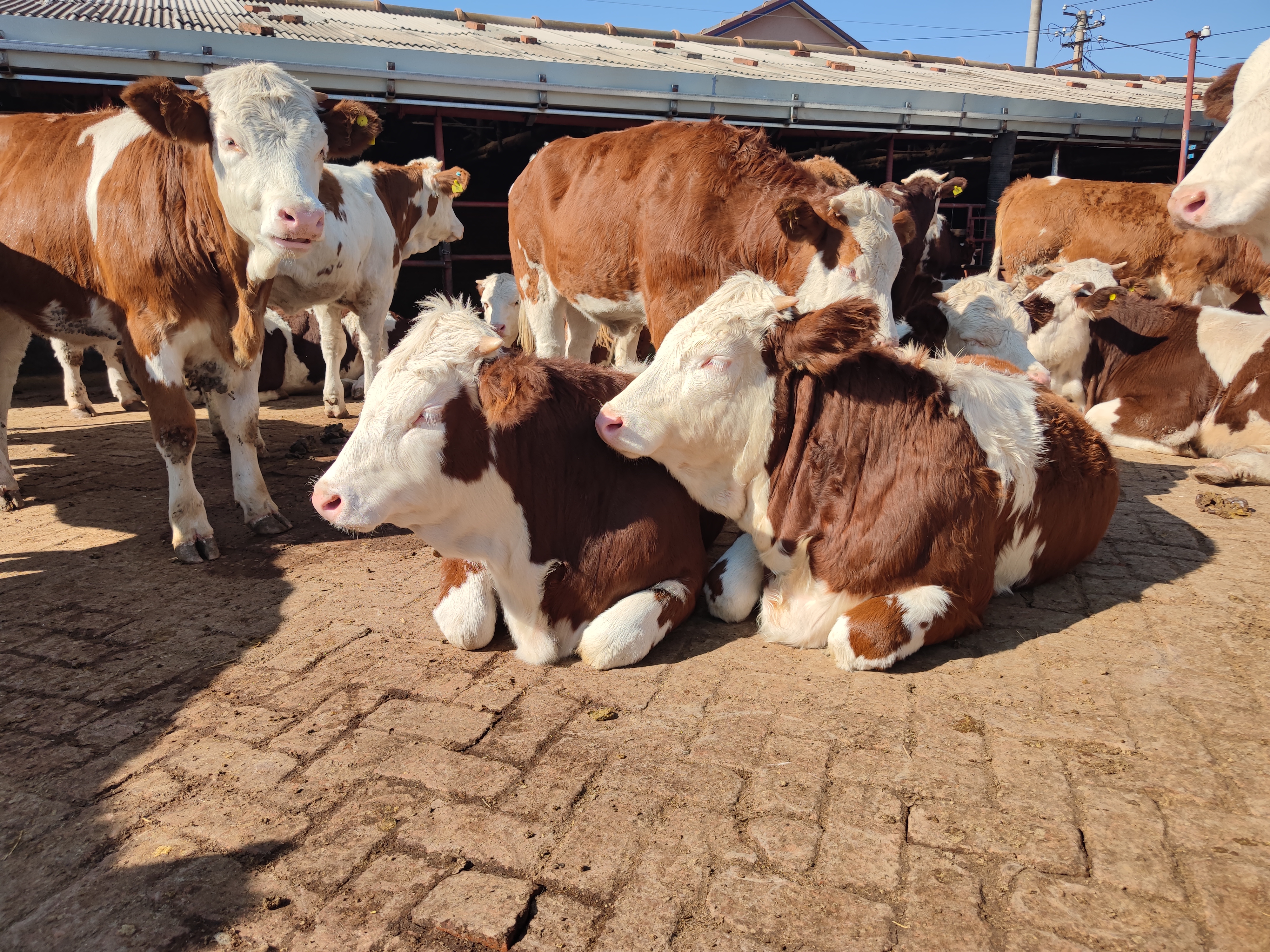 养牛行业未来前景如何呢,养牛行业大发展