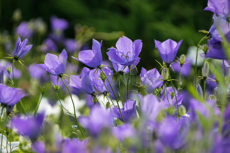 什么花适合送生日花,你的生日代表的花朵及寓意图片