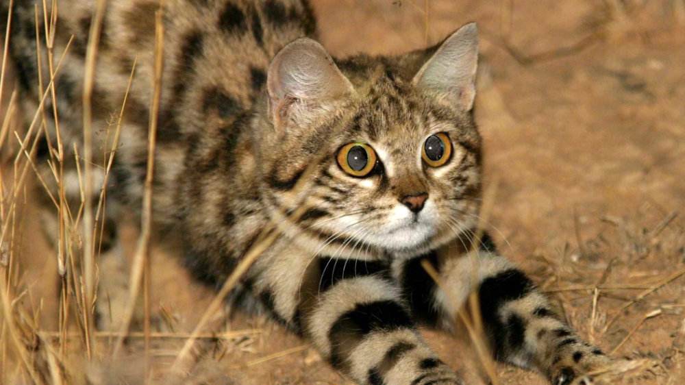 油爪猫是什么猫,油爪子猫