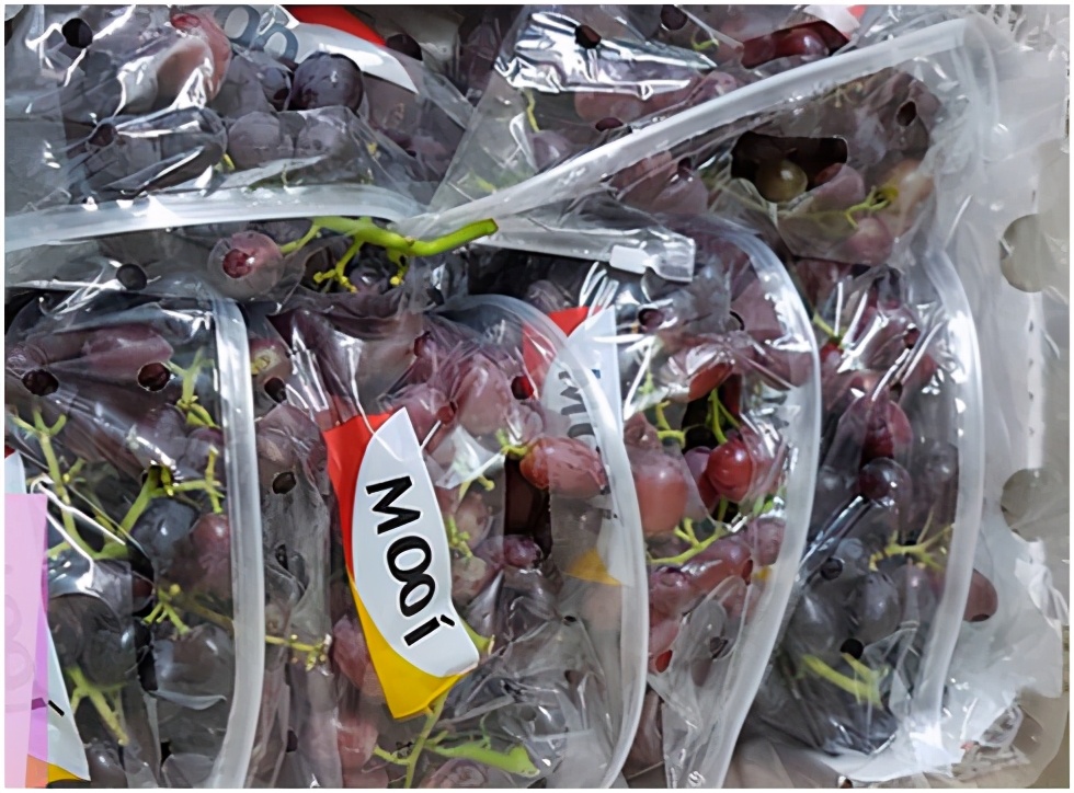 进口提子哪些品种 (进口提子品种及图解)