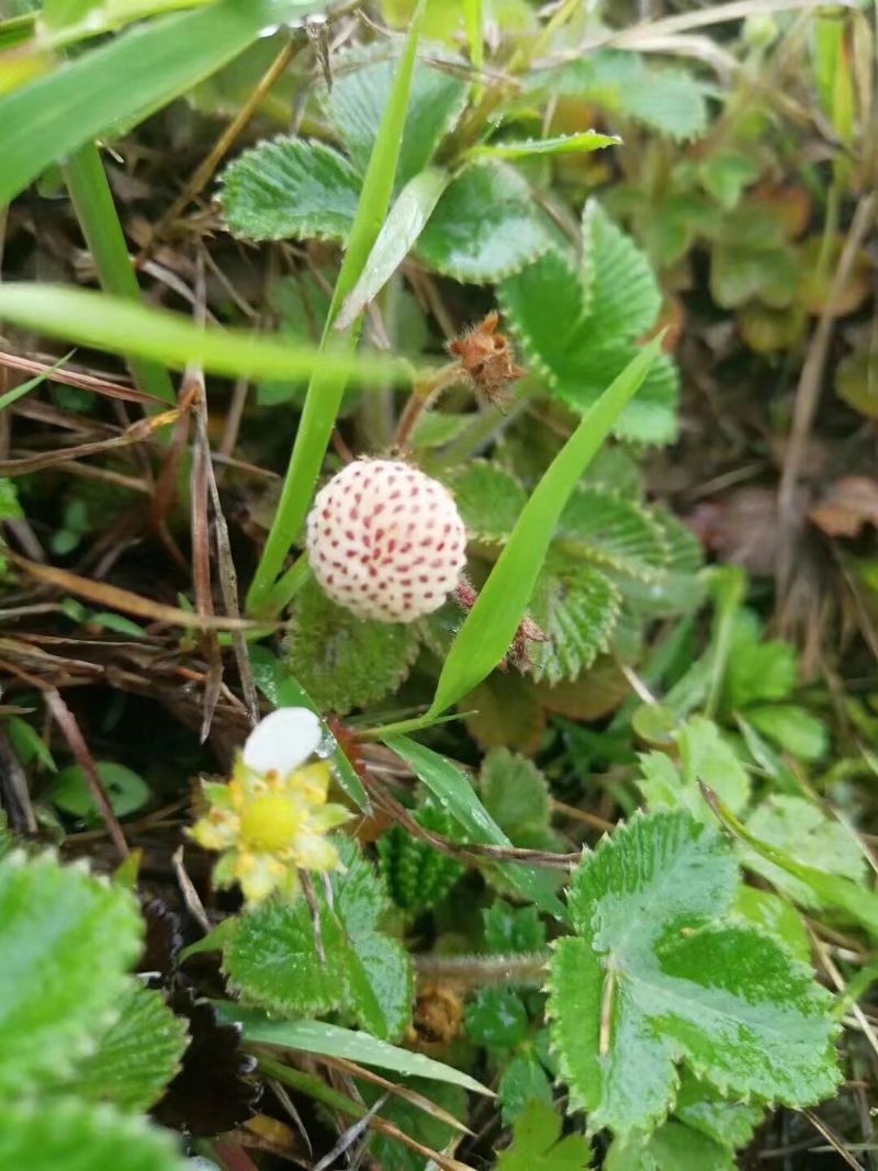 我们的童年时光,我们的童年舞蹈