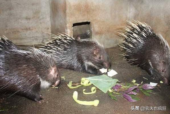 养殖成本一般多少钱,养殖成本50元一只