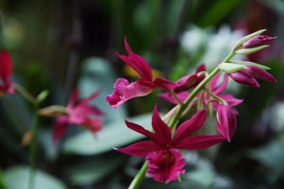 君子兰吊兰蝴蝶兰的图片,吊兰属不属于兰花的一种