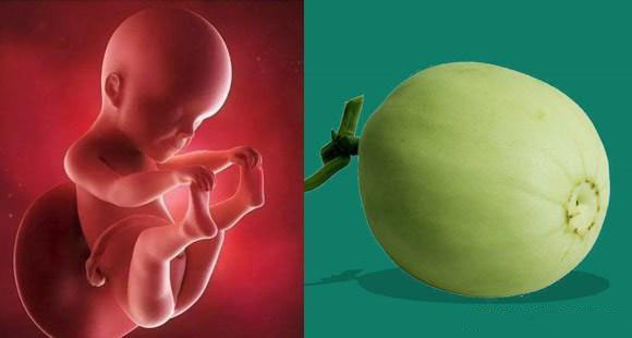 1-40周胎儿发育拍照片记录对比,一张图看懂胎儿发育