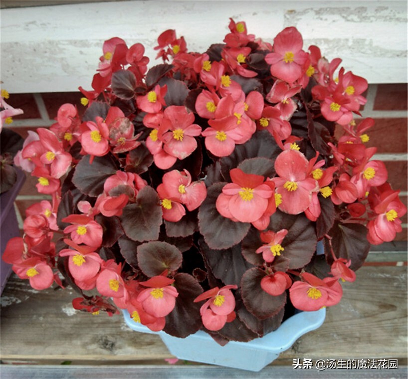 室内宜养的花海棠四季开花吗,四季海棠花开花期间怎么养护