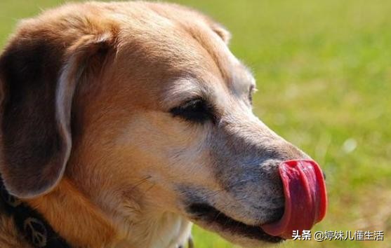 狗狗舔地有必要制止么,狗狗舔手注意什么