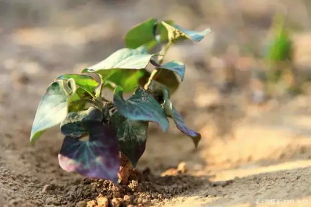贵州美食折耳根味道,贵州折耳根麻辣味好吃还是烤肉味
