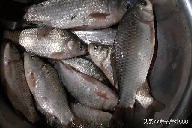 阿魏钓鱼真的有效吗,阿魏钓鱼真的那么神奇吗